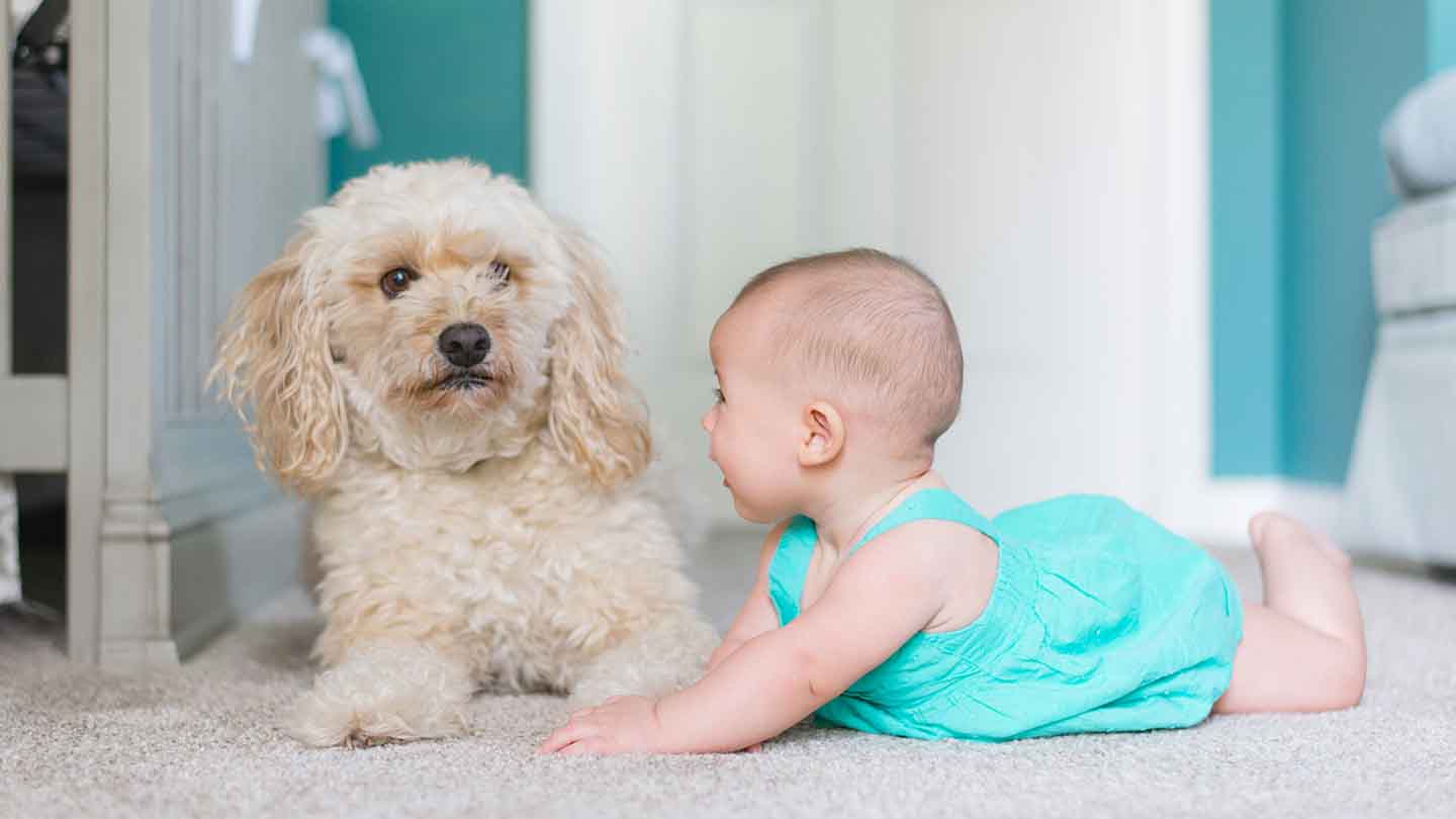 baby on floor looking at dog